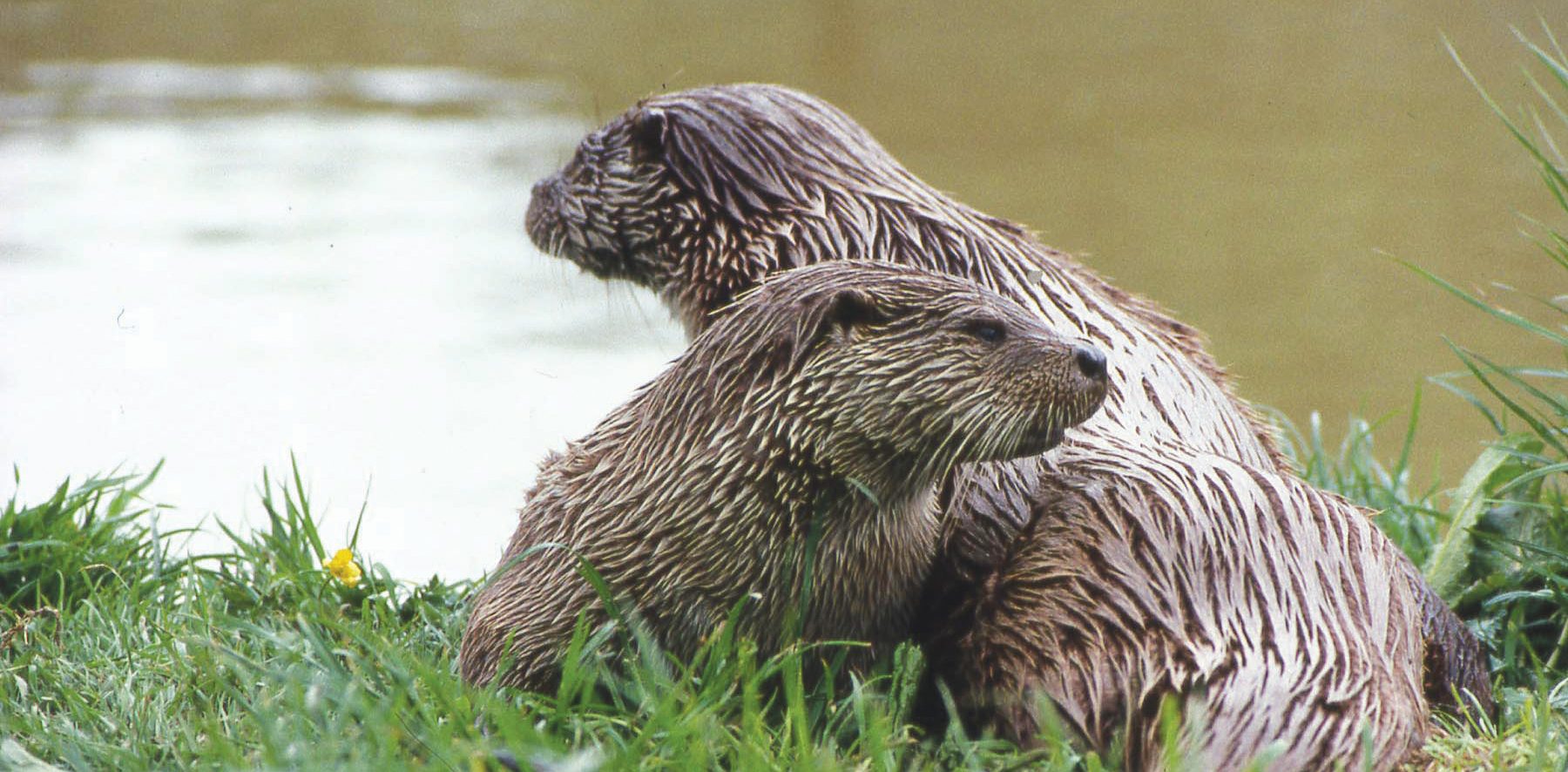 Colby Otter