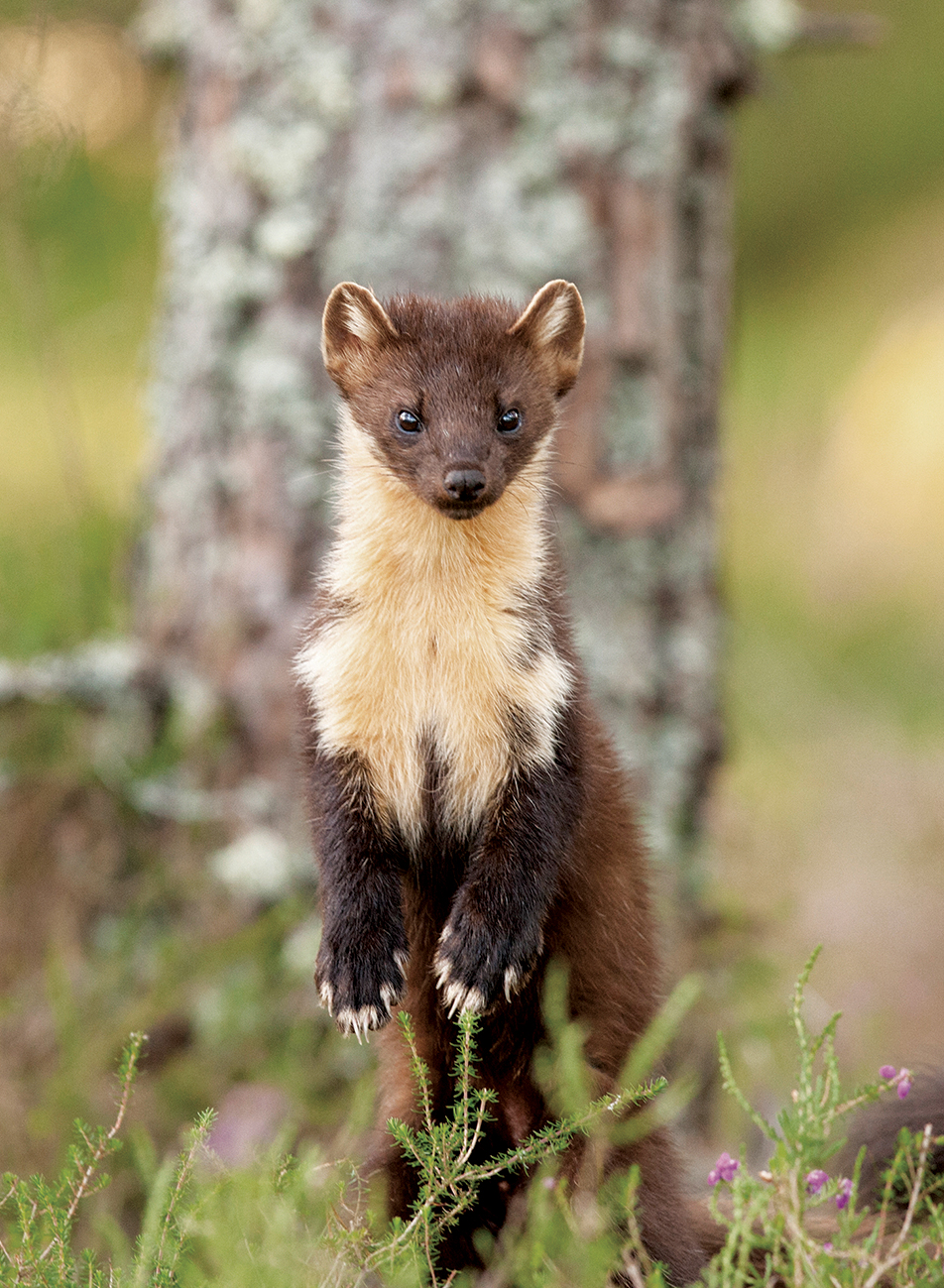 Pine Marten Recovery Project | The Vincent Wildlife Trust