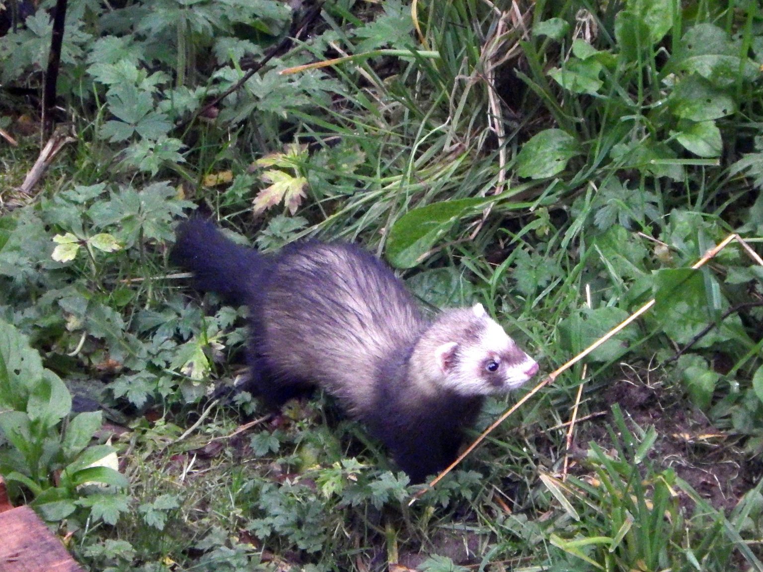 The puzzle of polecats in Scotland – The Vincent Wildlife Trust